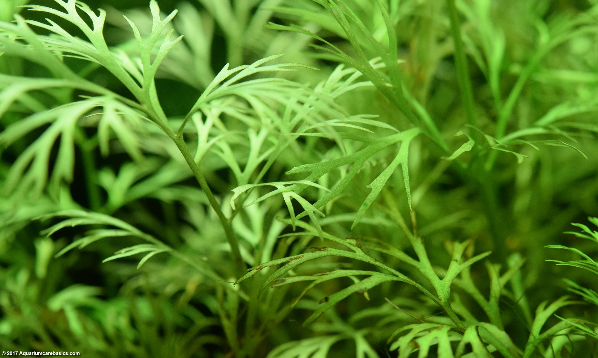 Water Sprite Growing In A Freshwater Tank