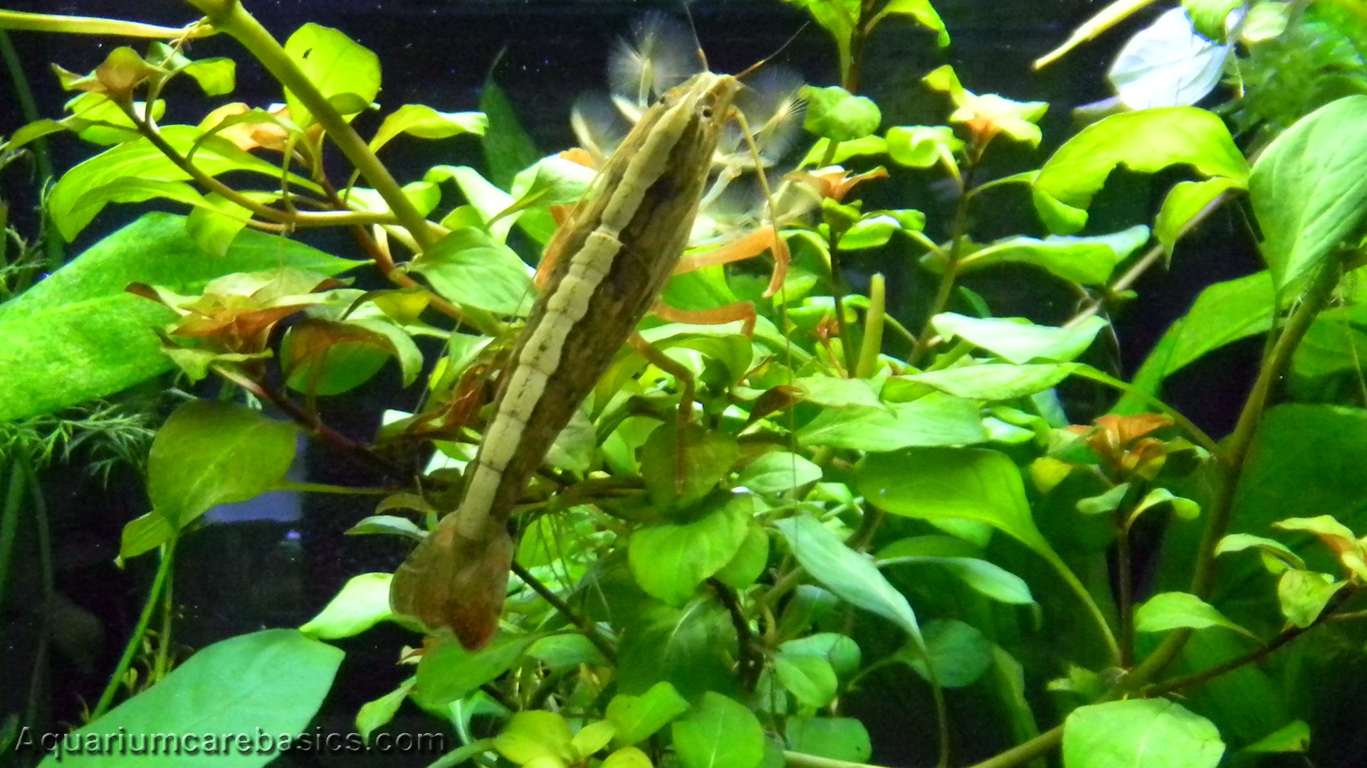 Filter Feeding Shrimp & Water Current in Freshwater Aquariums Video