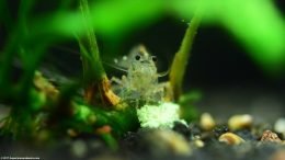 What Amano Shrimp Eat