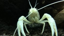 White Crayfish On Black Substrate