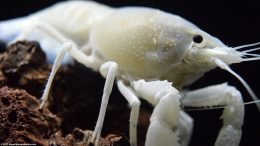 White Crayfish Showing Its Carapace