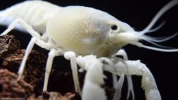 White Crayfish Showing Its Cephalothorax