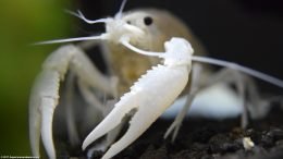 White Crayfish Cheliped, Upclose