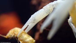 White Crayfish Claw Holding Large Krill