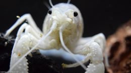 White Crayfish Feeding In A Freshwater Tank