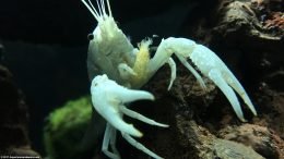 White Crayfish Feeding Appendages Upclose