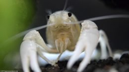 White Crayfish, Front View