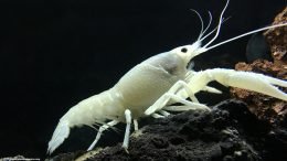 White Crayfish On A Lava Rock