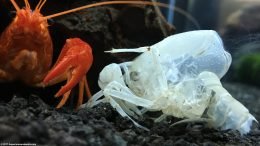 White Crayfish Left Its Molted Shell