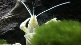 White Crayfish Crawling Up Moss Ball