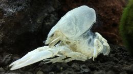 White Crayfish Shell After Molting