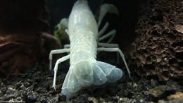 White Crayfish Telson, Near Lava Rocks