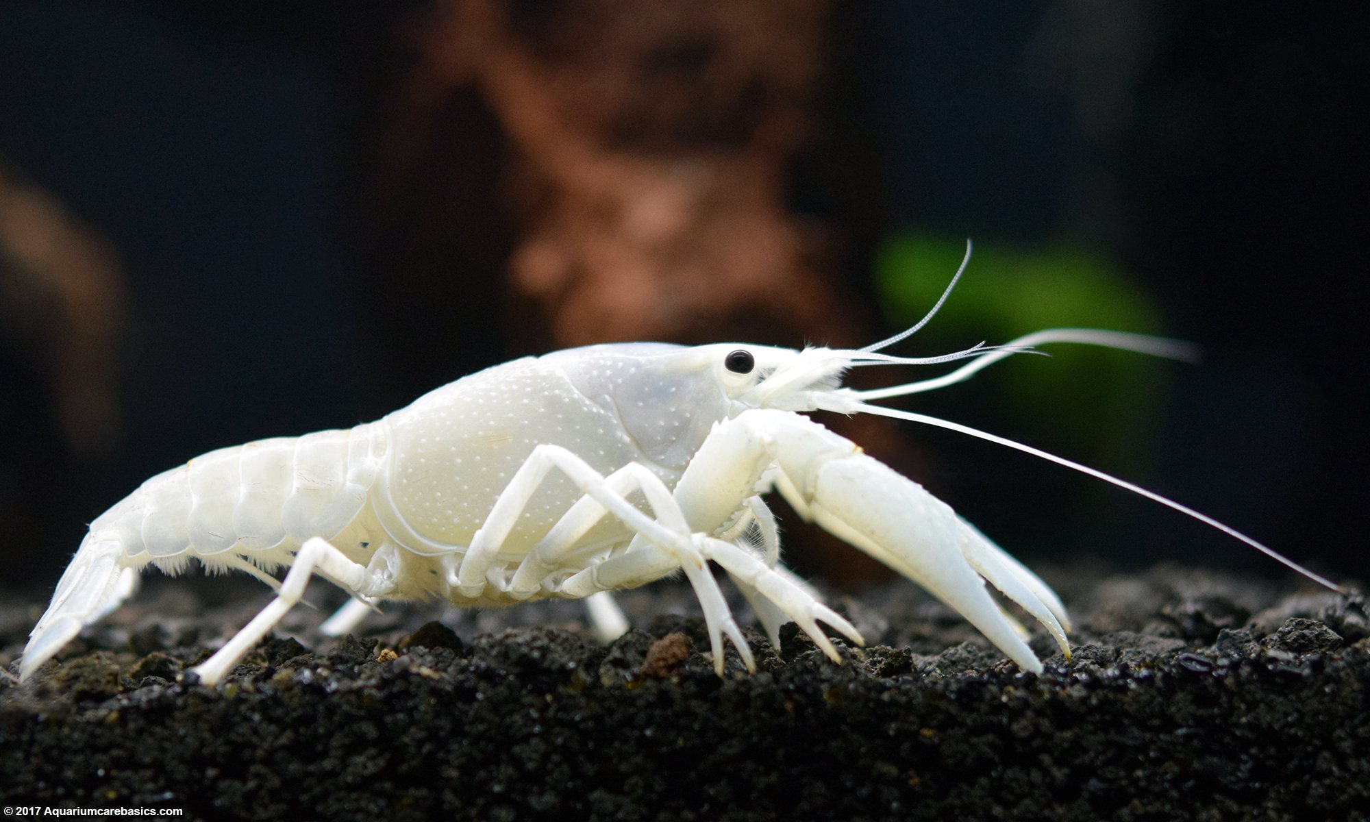 White Crayfish On Black Substrate