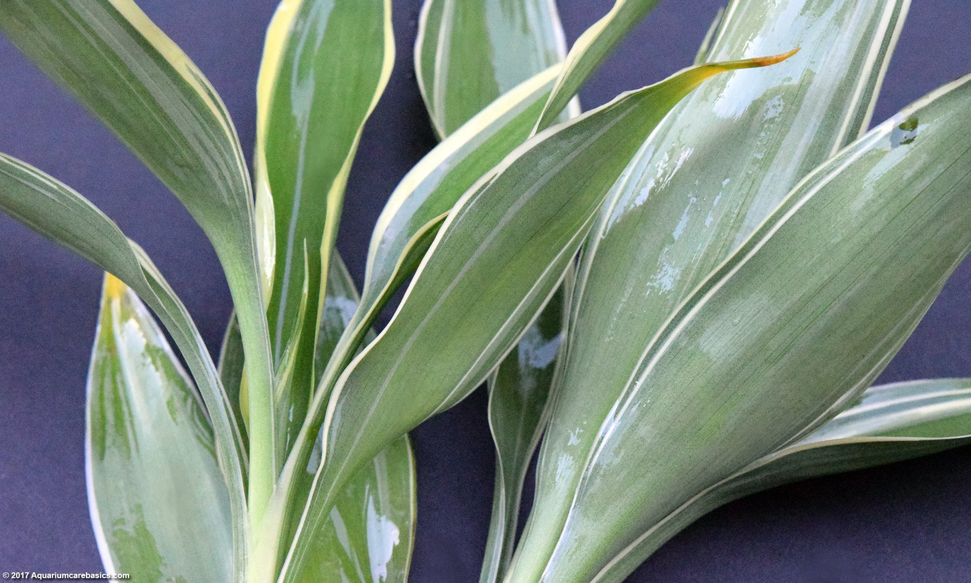 White Sanderiana Plant, Upclose