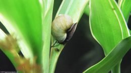 White Sandriana And Mystery Snail