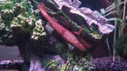 Brown Reddish Wood Shrimp In A Freshwater Tank