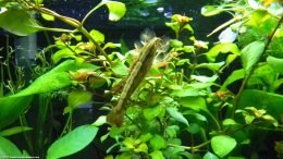 Wood Shrimp Feeding: Standing On Aquarium Plants