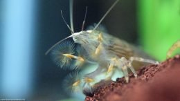 Wood Shrimp With Feeding Fans Open