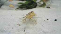 Wood Shrimp In A Freshwater Tank
