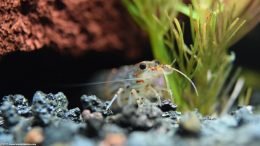 Yamato Shrimp Under A Lava Rock