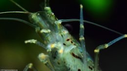 Yamato Shrimp Legs, Closeup