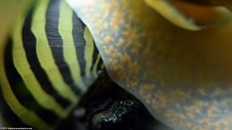Zebra Nerite Snail With Apple Snails