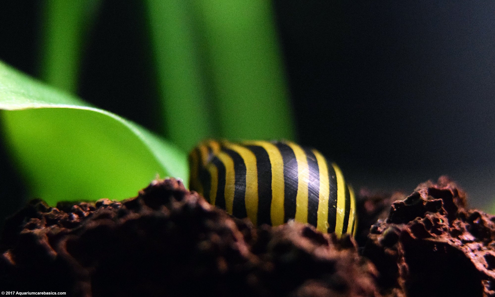 Zebra Nerite Snail Care Is Easy In Established Tanks