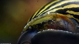 Nerite Snail Motionless On Glass