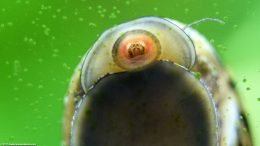 Zebra Nerite Snail Mouth, Closeup