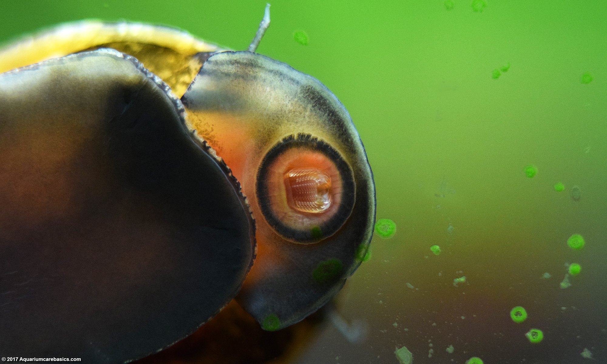 Zebra Nerite Snail With Its Mouth Open