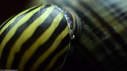 Zebra Nerite Snail And Mystery Snail, Closeup