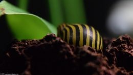 Zebra Nerite Snail Resting On Lava Rock