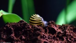 Zebra Nerite Snail Righting Itself