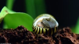 Zebra Nerite Snail Turning Over