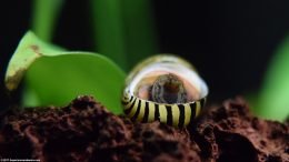 Zebra Nerite Snail Upside Down