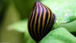 Zebra Snail In A Freshwater Aquarium