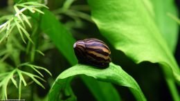 Zebra Snail On Amazon Sword Leaf