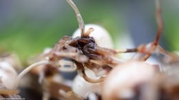 Zephyranthes Candida Care: Roots, Upclose