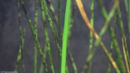 Zephyranthes Candida Stems With Algae Buildup