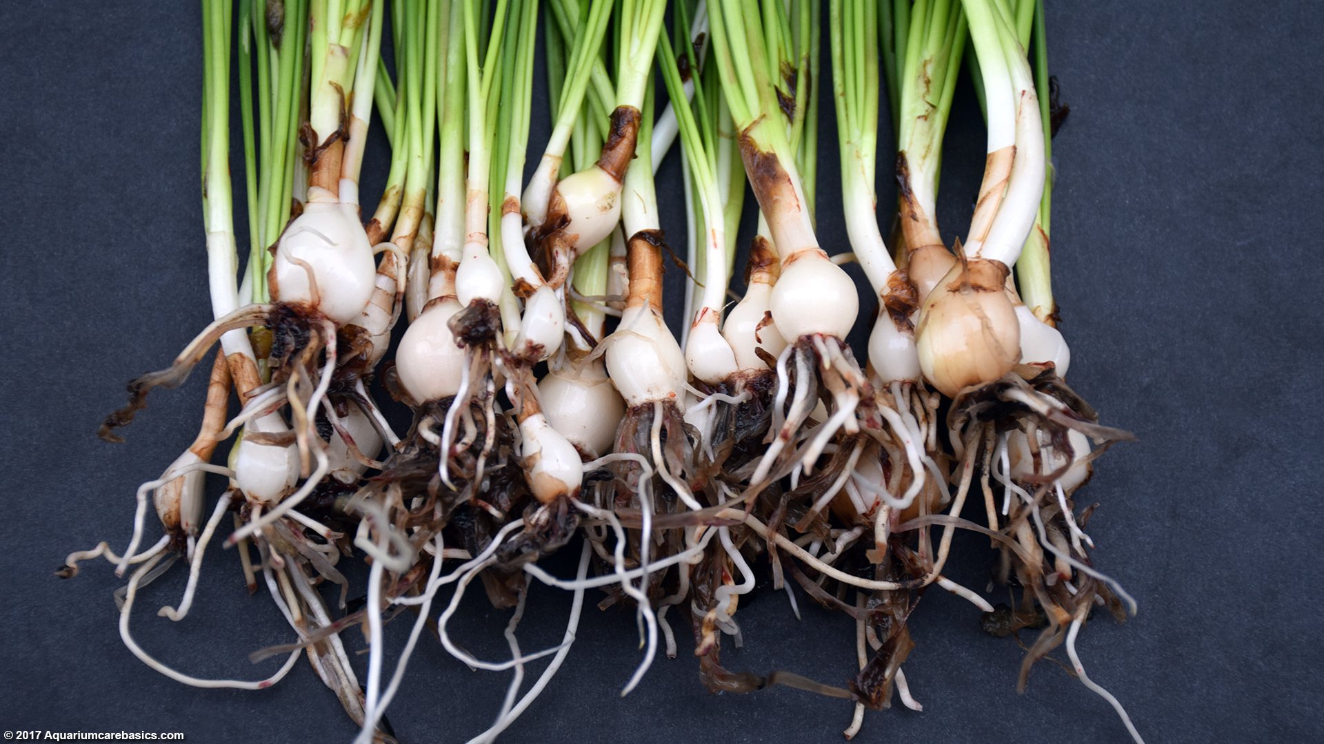Water onion discount plant aquarium